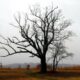 The curse of the 'Devil's Tree' in New Jersey 7