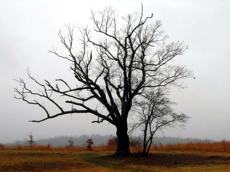 The curse of the 'Devil's Tree' in New Jersey 5