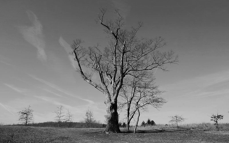 The curse of the 'Devil's Tree' in New Jersey 2
