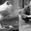 Mike the 'headless' chicken who lived for 18 months! 4
