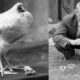 Mike the 'headless' chicken who lived for 18 months! 7