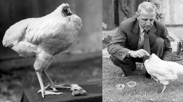 Mike the 'headless' chicken who lived for 18 months! 1