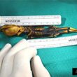 Atacama Skeleton - En 15 cm lång komplett mumie 2