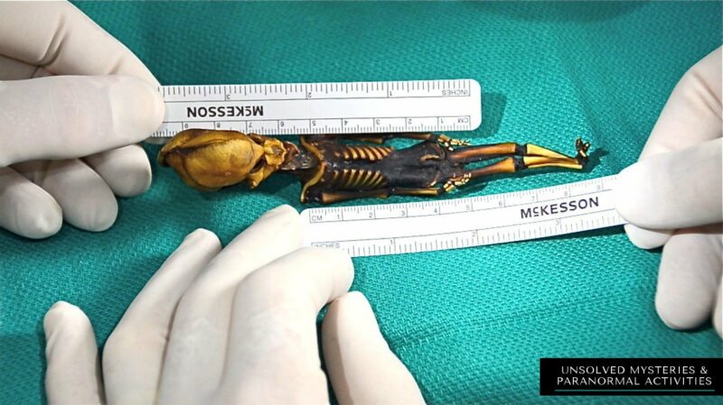 Atacama Skeleton – A 15cm long complete human mummy 1