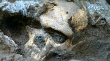 Schedel 5 - Een miljoen jaar oude menselijke schedel dwong wetenschappers om de vroege menselijke evolutie te heroverwegen 7