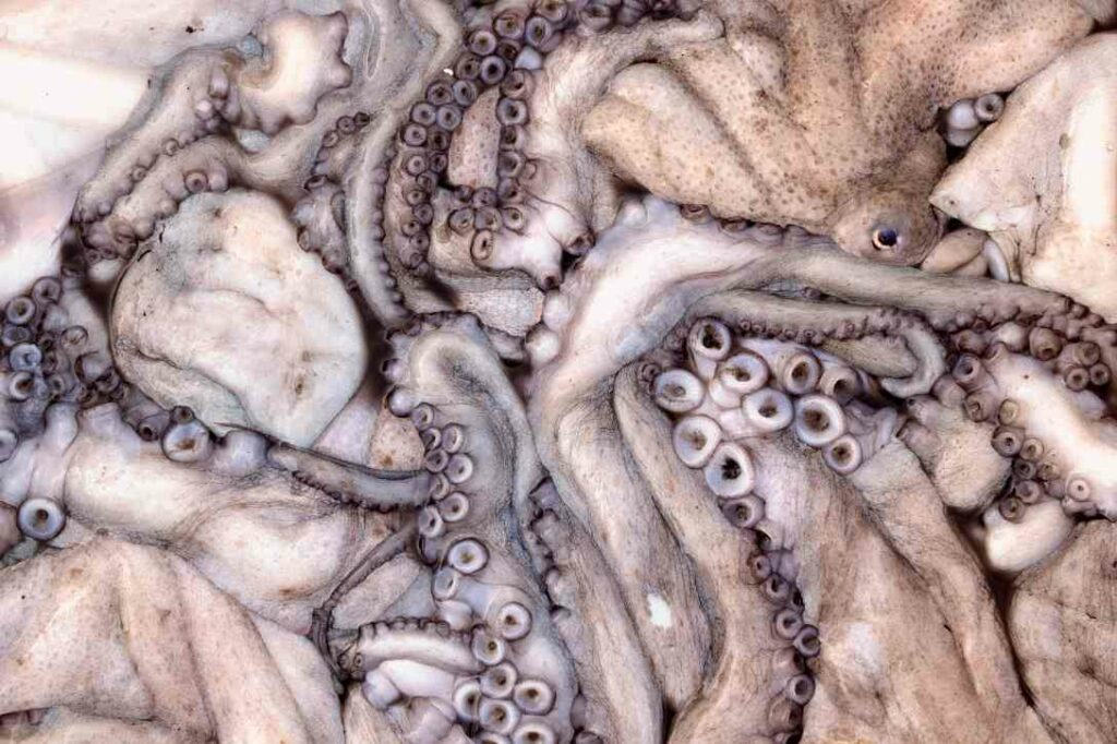 La boca de una señora de Seúl de 63 años queda embarazada de calamar 3