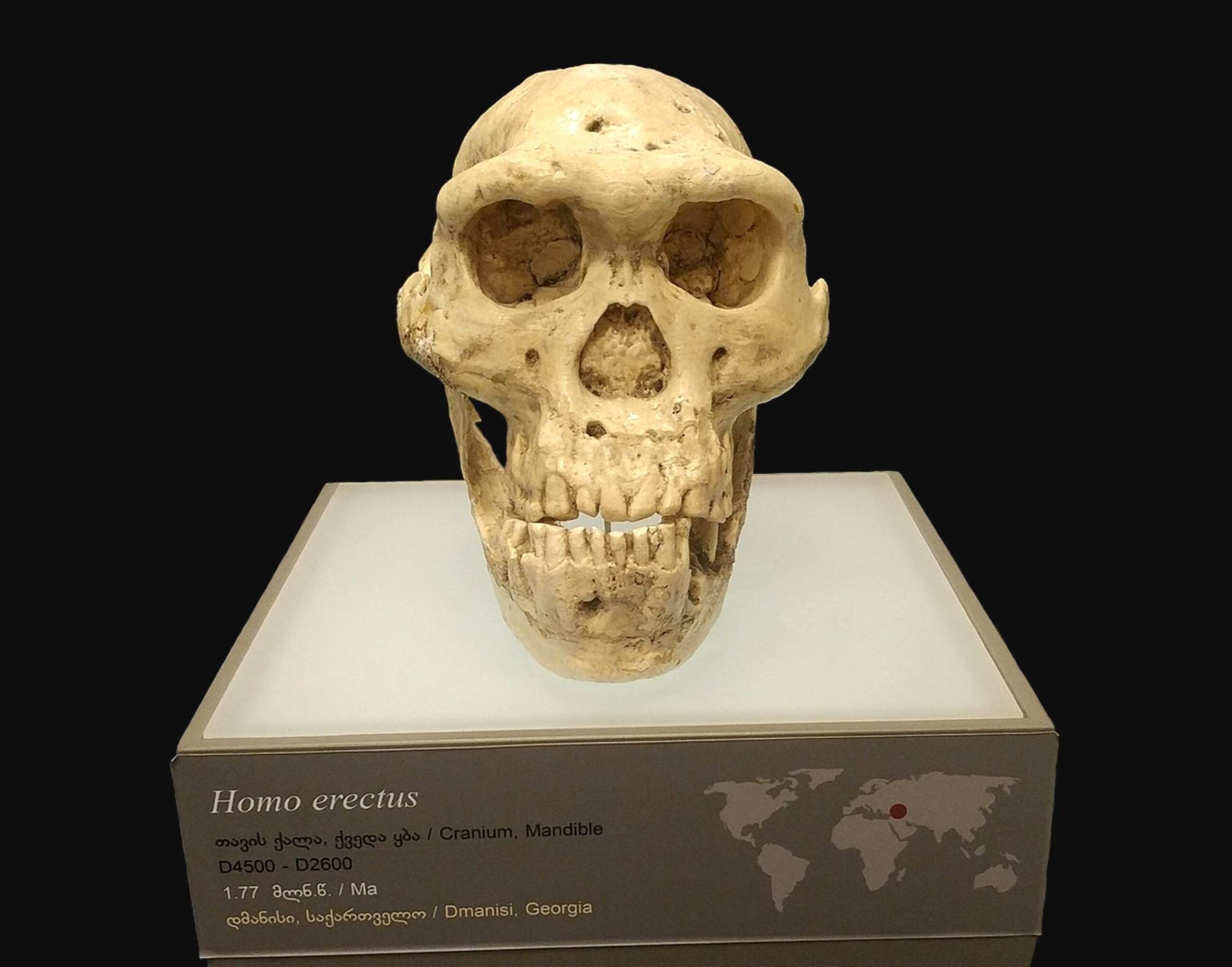 5 kaukolė - milijonas metų senumo žmogaus kaukolė privertė mokslininkus permąstyti ankstyvą žmogaus evoliuciją 2