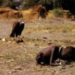 The vulture and the little girl – a rudiment of Carter's death 3