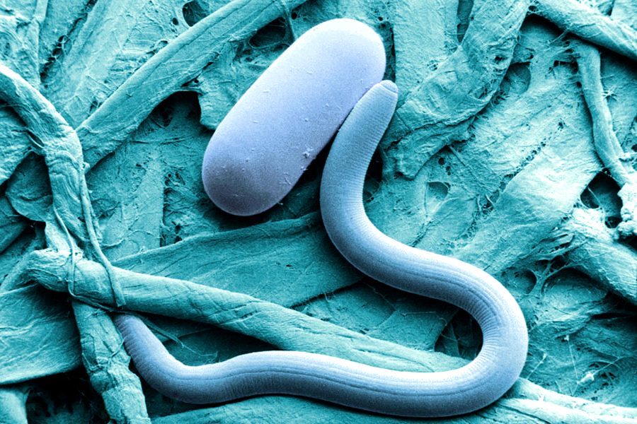Scientists melted ancient ice and a long-dead worm wriggled out! 1