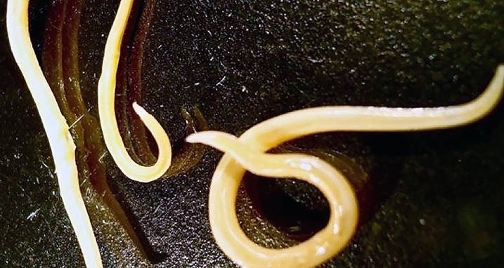 Scientists melted ancient ice and a long-dead worm wriggled out 3