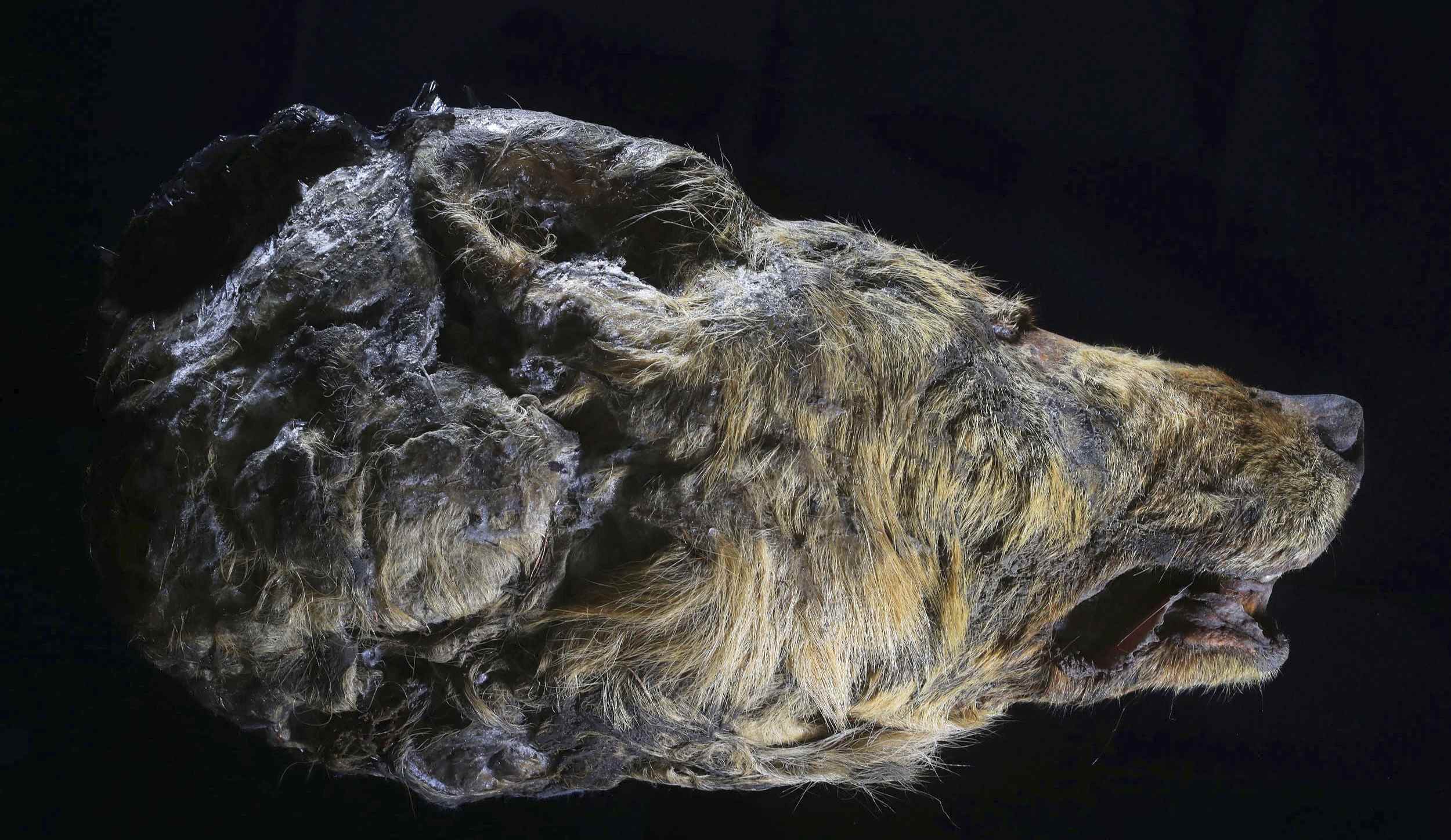 A perfectly preserved 32,000-year-old wolf head was found in Siberian permafrost 2