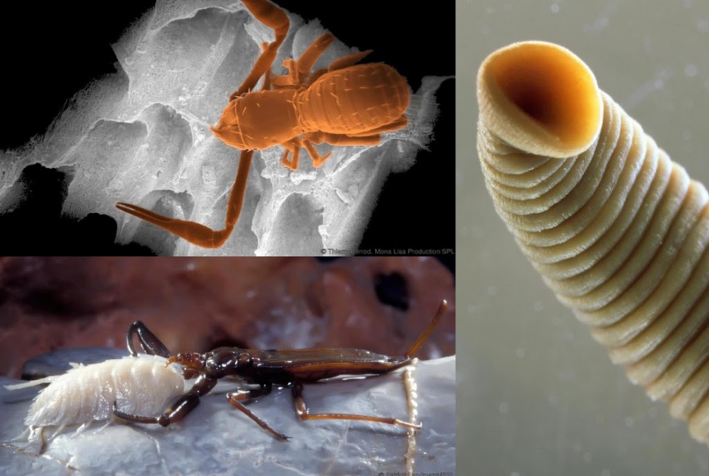 33 unknown creatures found in the Movile Cave, Romania – a 5.5-million-year-old time capsule! 3