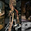 Hidden history revealed: 7-meter-tall giant skeletons on display 6