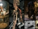 Occultatum historia revelatum est: VII VIII-metro-alta giant ossa Proponamus