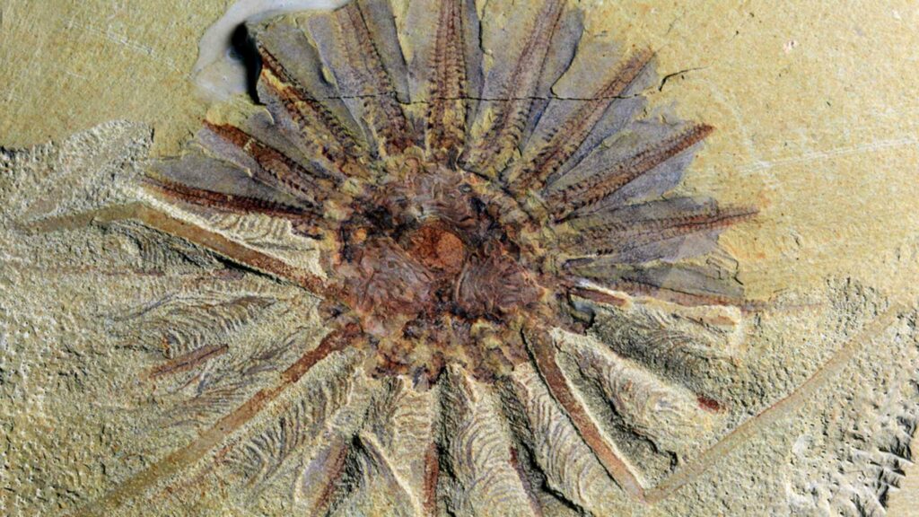 Half-a-billion-year-old fossil of comb jellies