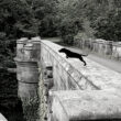 De Dog Suicide Bridge Of Scotland Overtoun Bridge