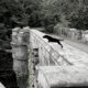 The Dog Suicide Bridge Of Scotland Overtoun Bridge