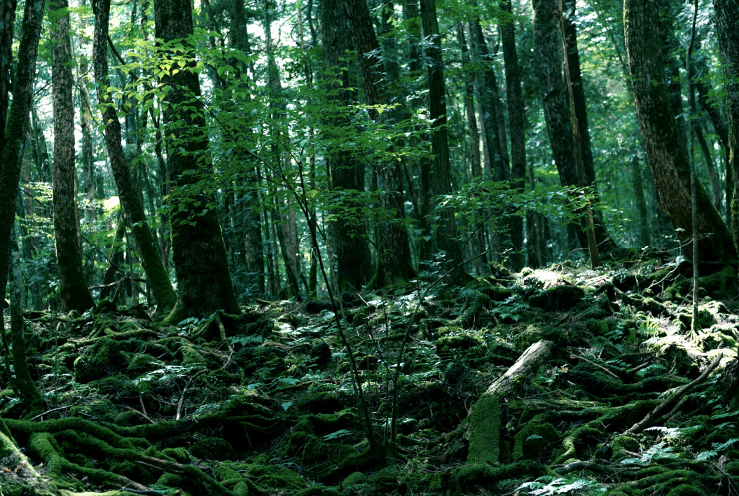 Aokigahara, nechvalně známý sebevražedný les prefektury Jamanaši v Japonsku.