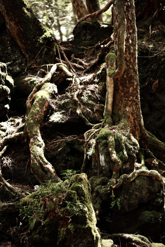 Aokigahara – The infamous 'suicide forest' of Japan 4