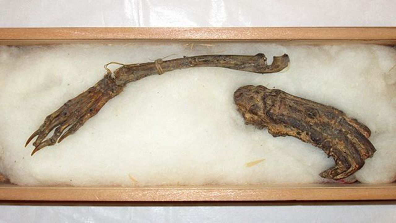 Are mummified remains of unidentified creature proof of the mythological Kappa? 8