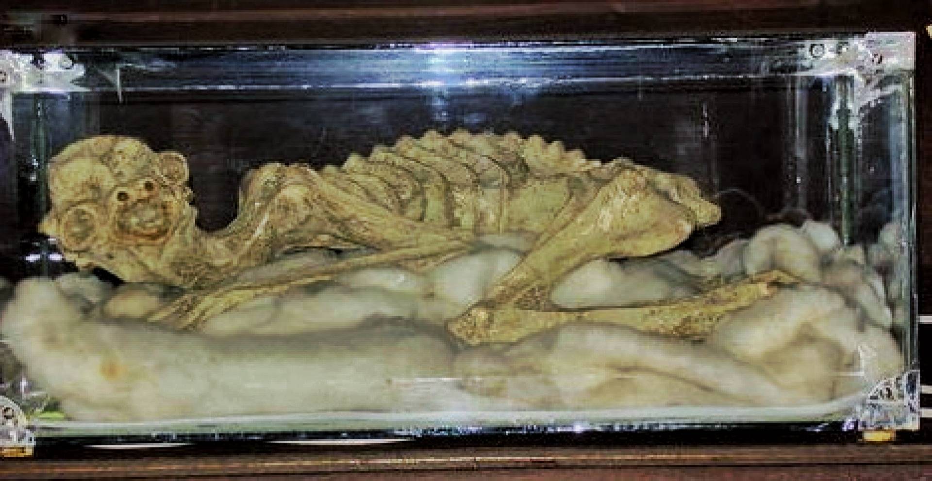 Are mummified remains of unidentified creature proof of the mythological Kappa? 6