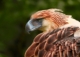 Immortal Phoenix: Is Phoenix bird real? If so, is it still alive? 12