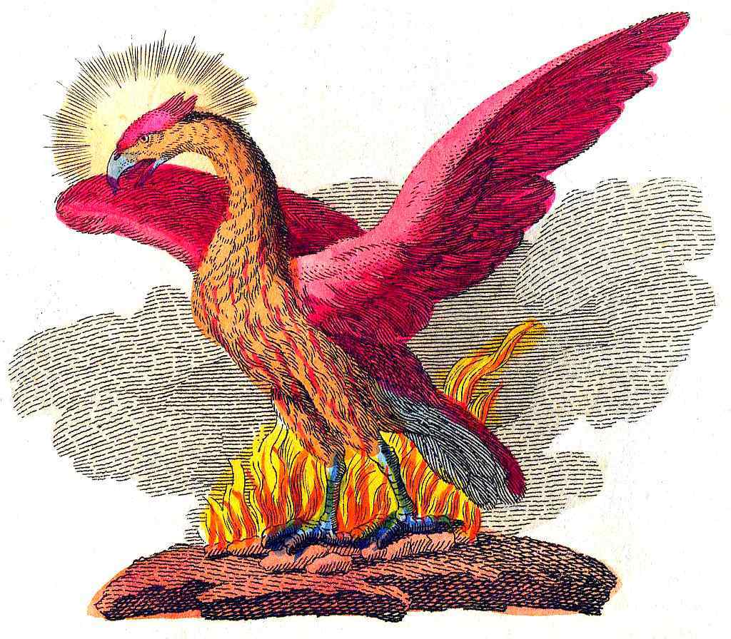 Immortal Phoenix: Is Phoenix bird real? If so, is it still alive? 2