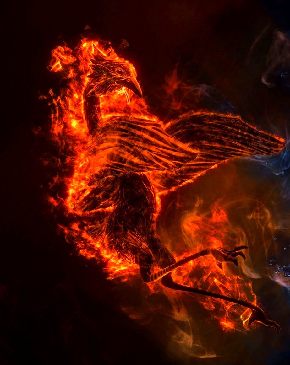 Immortal Phoenix: Is Phoenix bird real? If so, is it still alive? 1