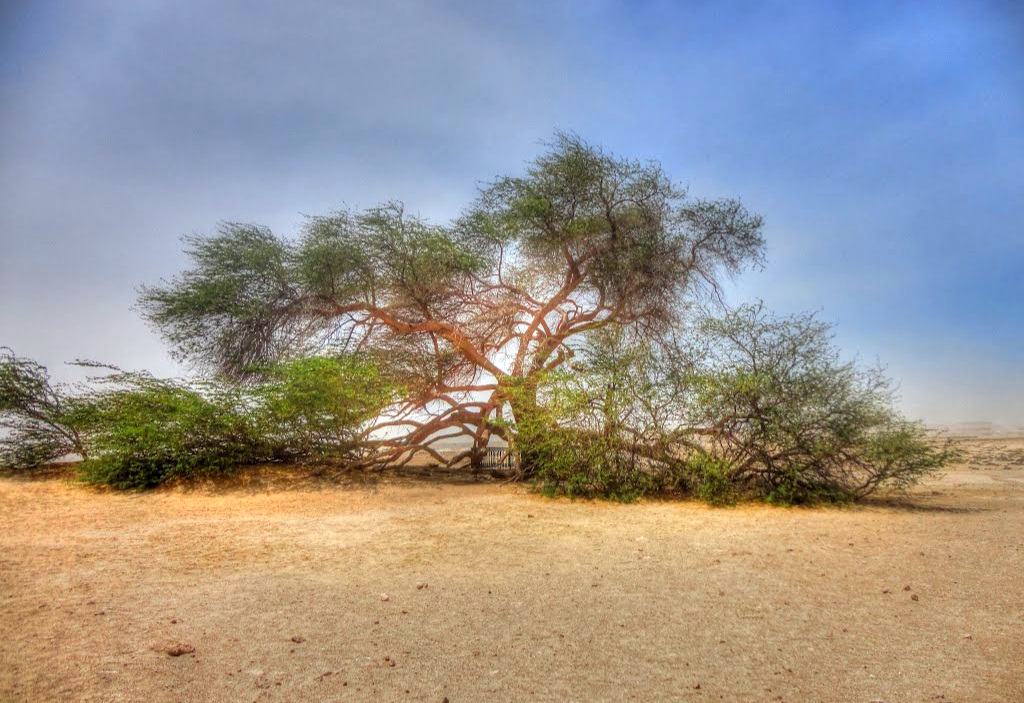 Mysterious Tree of Life in Bahrain
