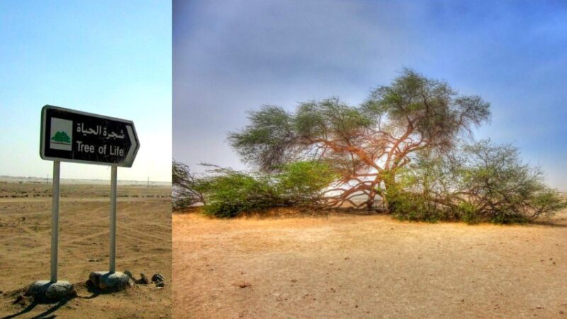 Таинственное «Древо жизни» в Бахрейне - 400-летнее дерево посреди аравийской пустыни! 1