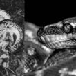 Erick Arrieta - murid anu kapanggih dicekik nepi ka maot ku python raksasa jeung kasus chilling tulang lianna 2