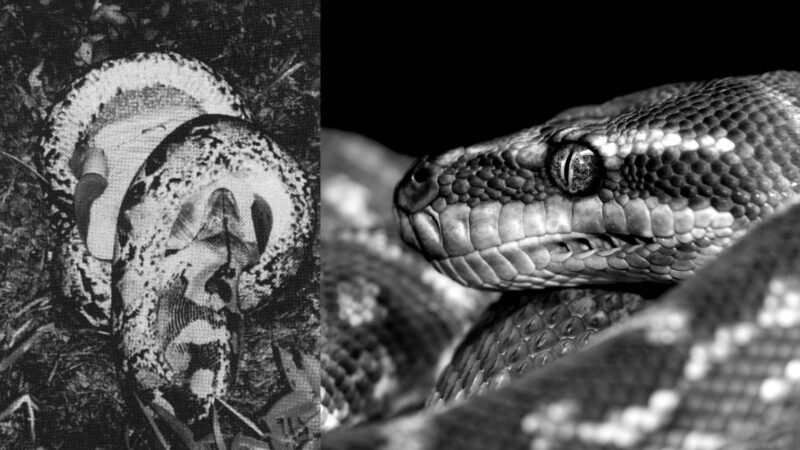 Erick Arrieta - murid anu kapanggih dicekik nepi ka maot ku python raksasa jeung kasus chilling tulang lianna 1