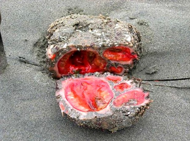 Pyura chilensis: The 'living rock' that can breed with itself! 2