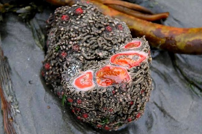 Pyura chilensis: The 'living rock' that can breed with itself! 1