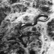 Theиновската змија Конго 3