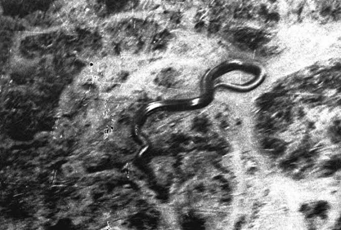La serpiente gigante del Congo 13