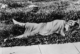 Black Dahlia: The 1947 murder of Elizabeth Short is still unsolved 10