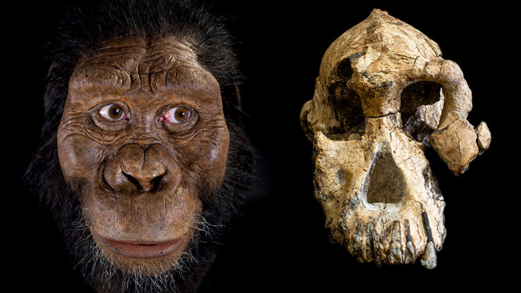 Little Foot: An intriguing 3.6 million years old human ancestor 4
