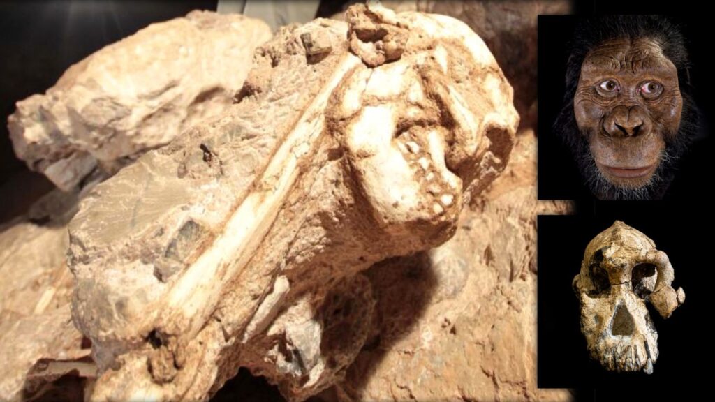 Little Foot: En spännande 3.6 miljoner år gammal mänsklig förfader 7