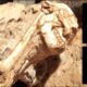 Little Foot: An intriguing 3.6 million years old human ancestor 11