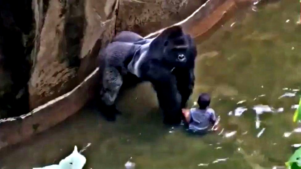 Binti Jua: This female gorilla saved a child who fell into her zoo enclosure 1