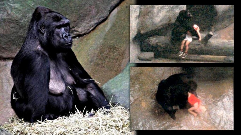 Binti Jua: This female gorilla saved a child who fell into her zoo enclosure 9