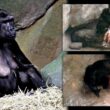 Binti Jua: Con khỉ đột cái này đã cứu một đứa trẻ bị rơi vào vòng vây vườn thú 3 của cô ấy