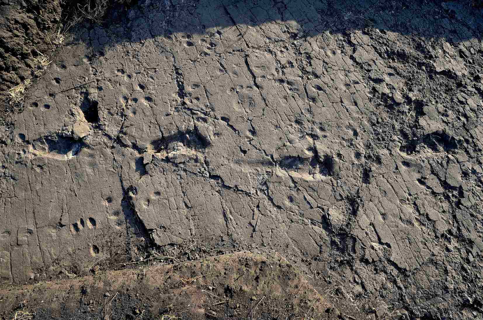 Laetoli Footprints