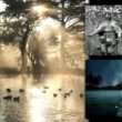 The ghost of Stow Lake in Golden Gate Park 5