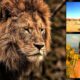 Lions guard an abducted Ethiopian girl from some evil men until rescuers arrive 4