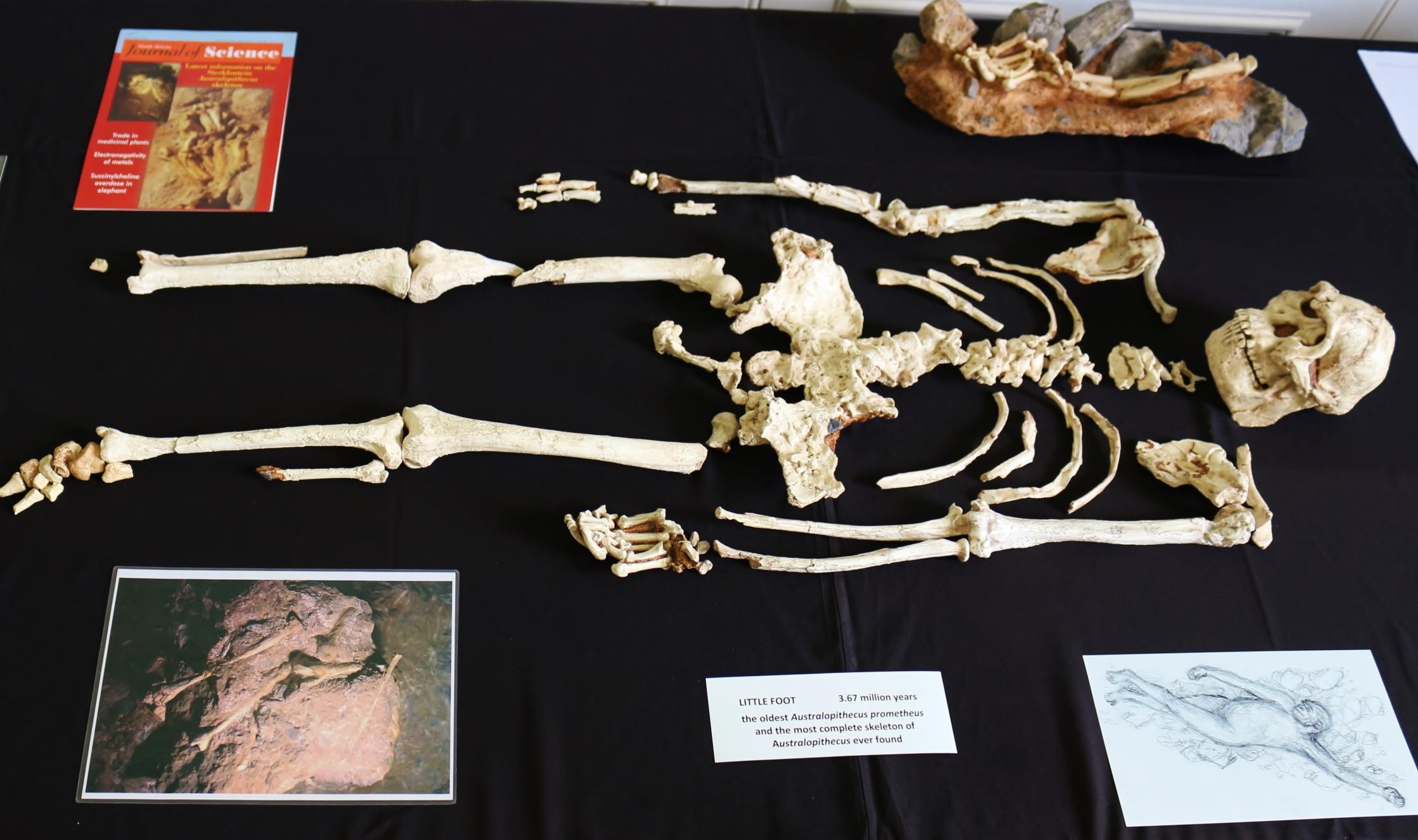 Little Foot: An intriguing 3.6 million years old human ancestor 3