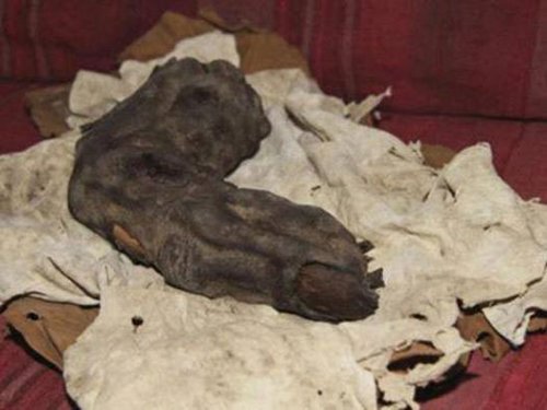 The mummified 'giant finger' of Egypt: Did giants really once roam on Earth? 7