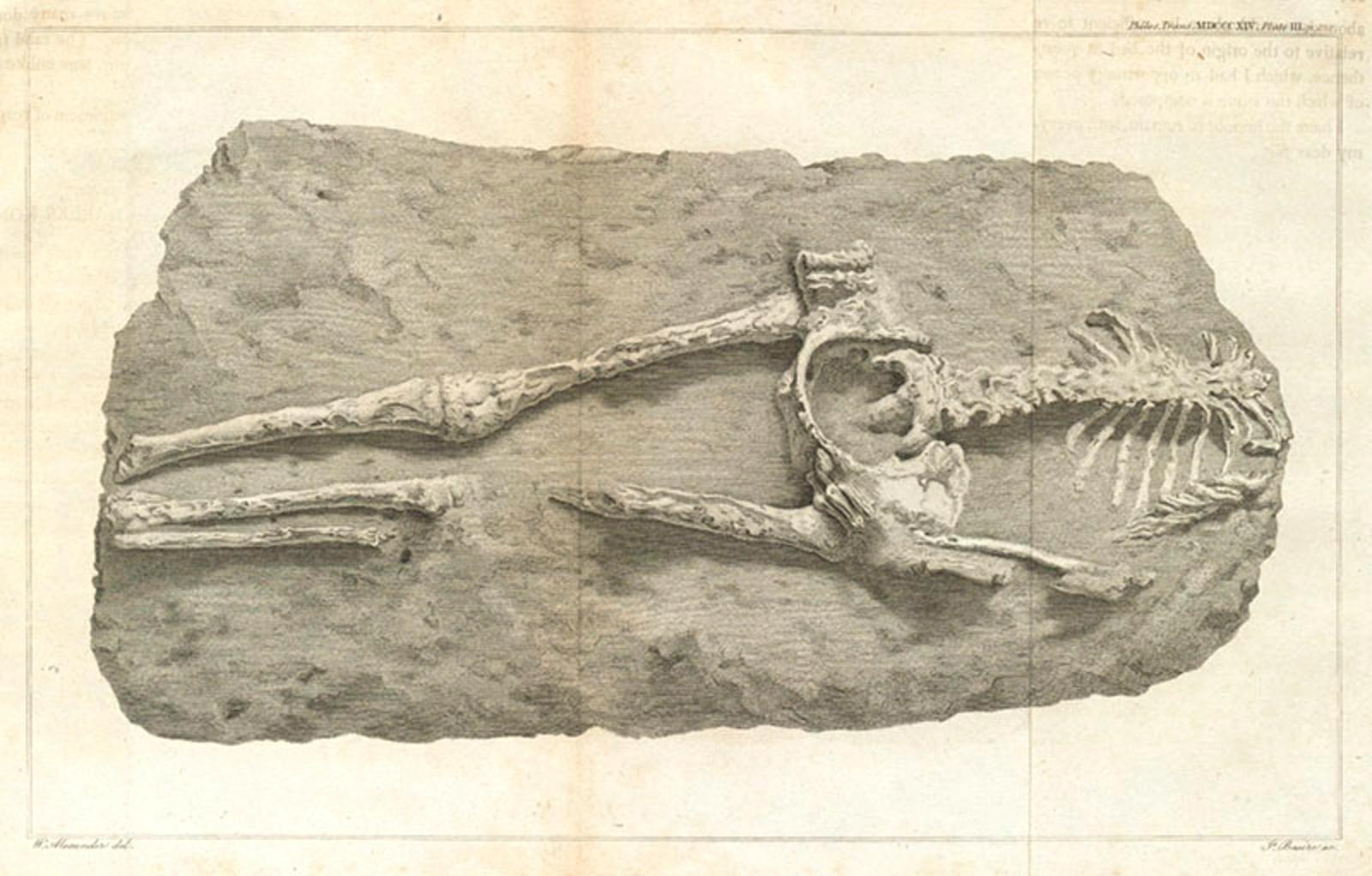 Guadeloupe Woman skeleton