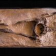 The Guadeloupe Woman: A 28-million-year-old human skeleton? 4
